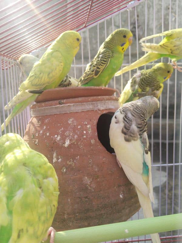 Australian Parrots Pair 9