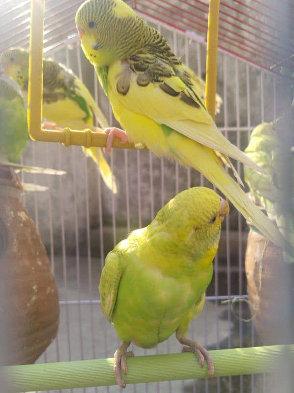 Australian Parrots Pair 11