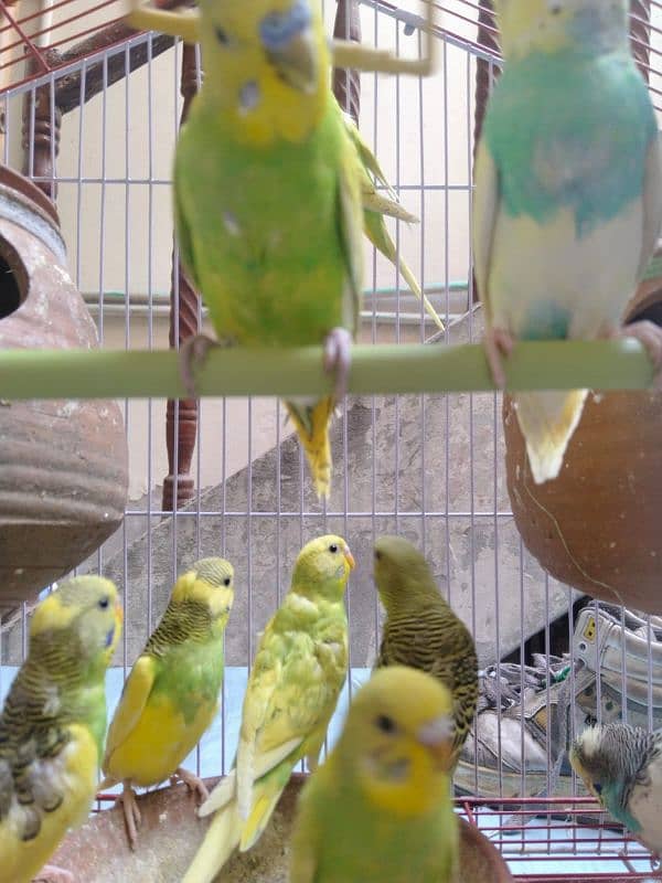 Australian Parrots Pair 12