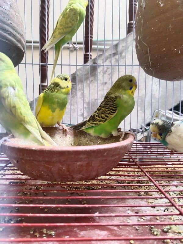 Australian Parrots Pair 13