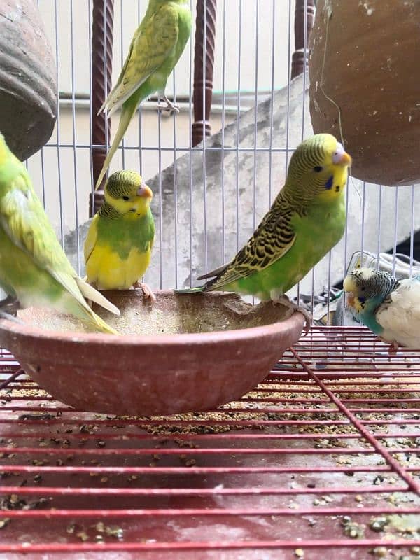 Australian Parrots Pair 14