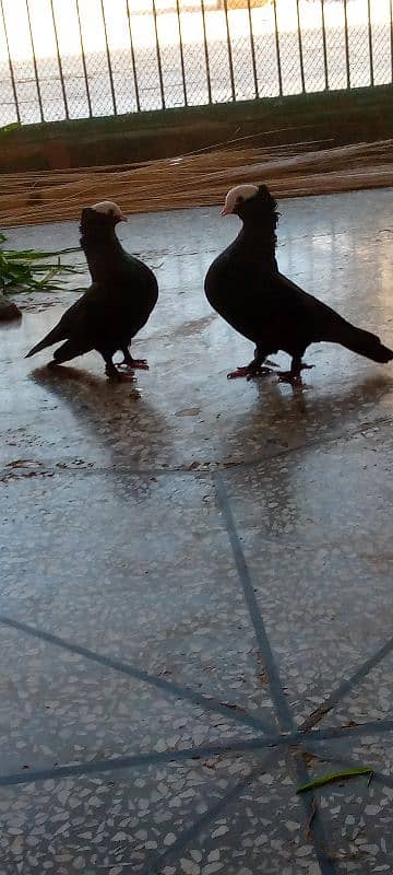 #pigeons#kabooter black mokhi breedar pair 0