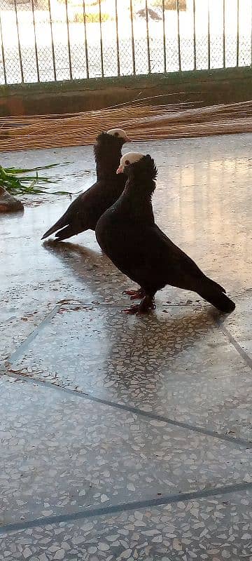 #pigeons#kabooter black mokhi breedar pair 1