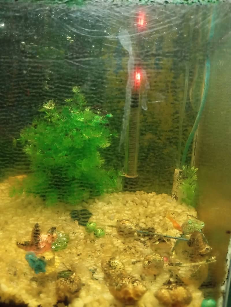 Aquarium for Sale 4