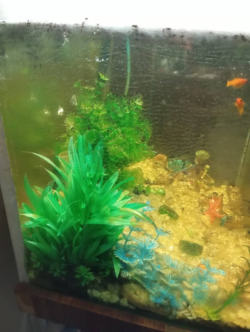 Aquarium for Sale 6