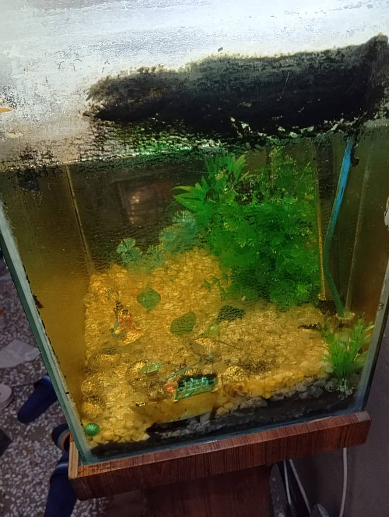 Aquarium for Sale 7