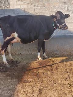 fresion cross cow/ Frizan cow for sale