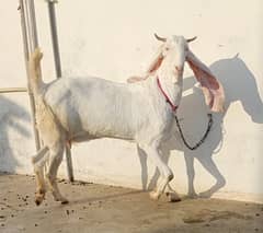 Gulabi bakri for sale | 3 Gulabi bakriyan | 3 goats