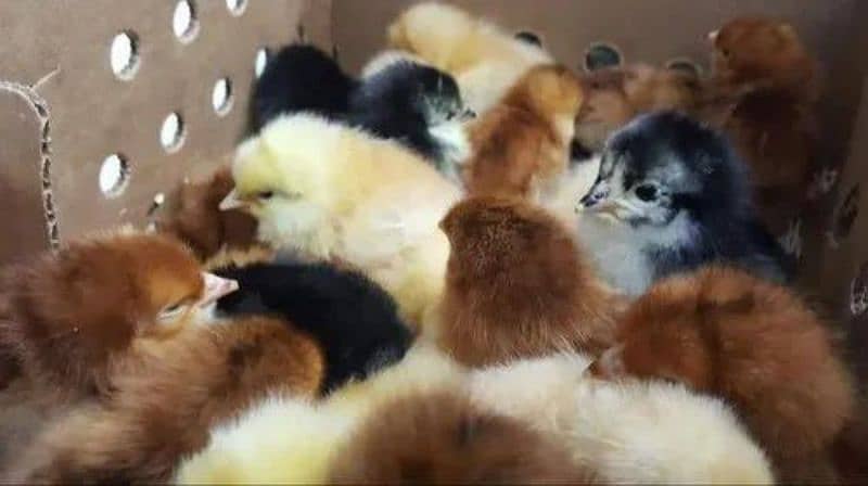 Golden misri Day old chicks available 2