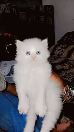 pure Persian kitten  male and female available triple long coat