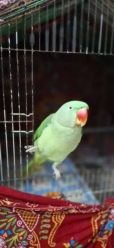 1.9Yr old Female Parrot 0