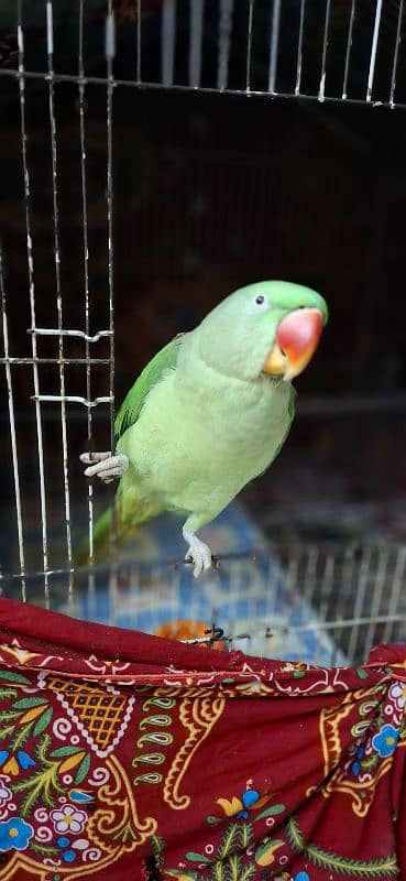 1.9Yr old Female Parrot 1