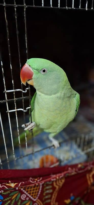 1.9Yr old Female Parrot 2