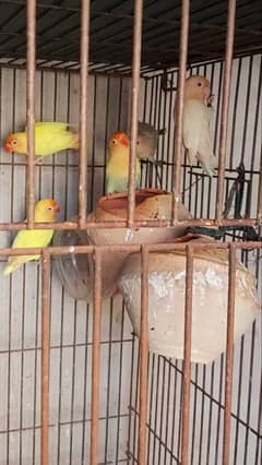 lovebird 6 breedar pair available