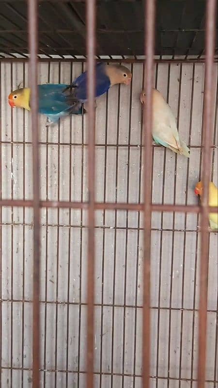 lovebird 6 breedar pair available 1