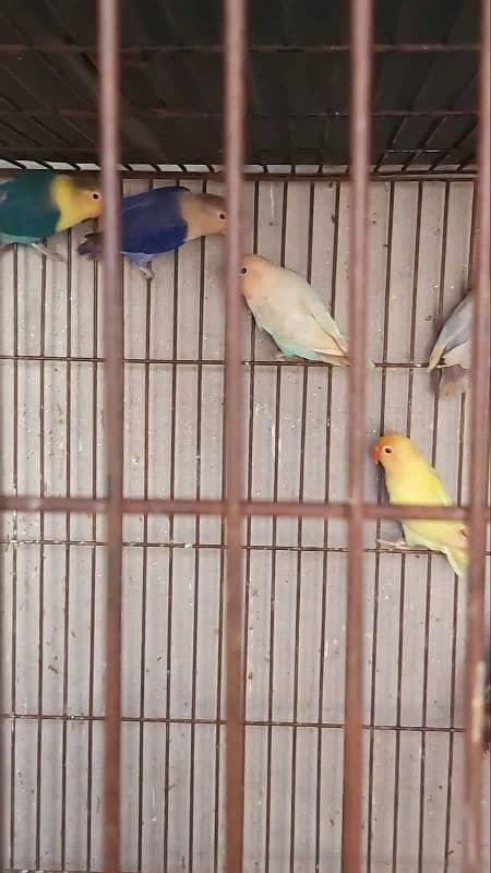 lovebird 6 breedar pair available 2