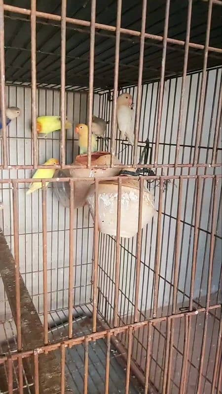 lovebird 6 breedar pair available 3