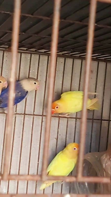 lovebird 6 breedar pair available 4