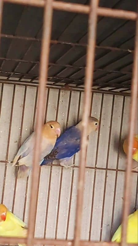 lovebird 6 breedar pair available 5