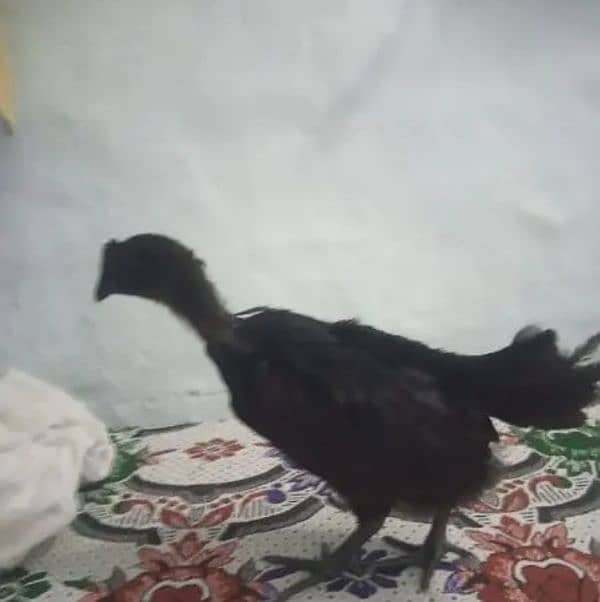 ayam cemani 19