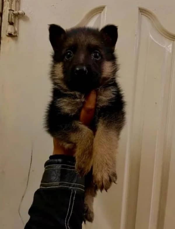 GSD PUPPY FOR SALE | germane shepherd  Dog | 03463649736 0