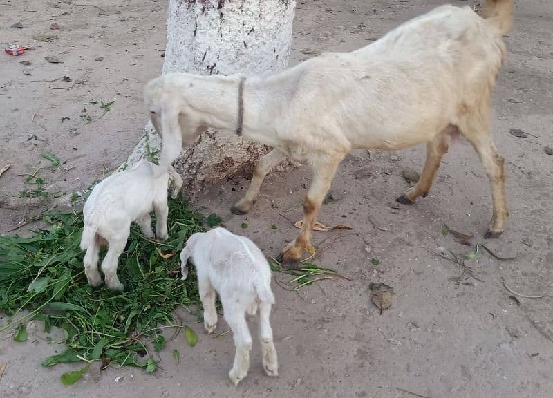 Beautiful Teddi Goat with 2 kids for Sale 0