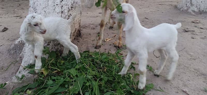 Beautiful Teddi Goat with 2 kids for Sale 1