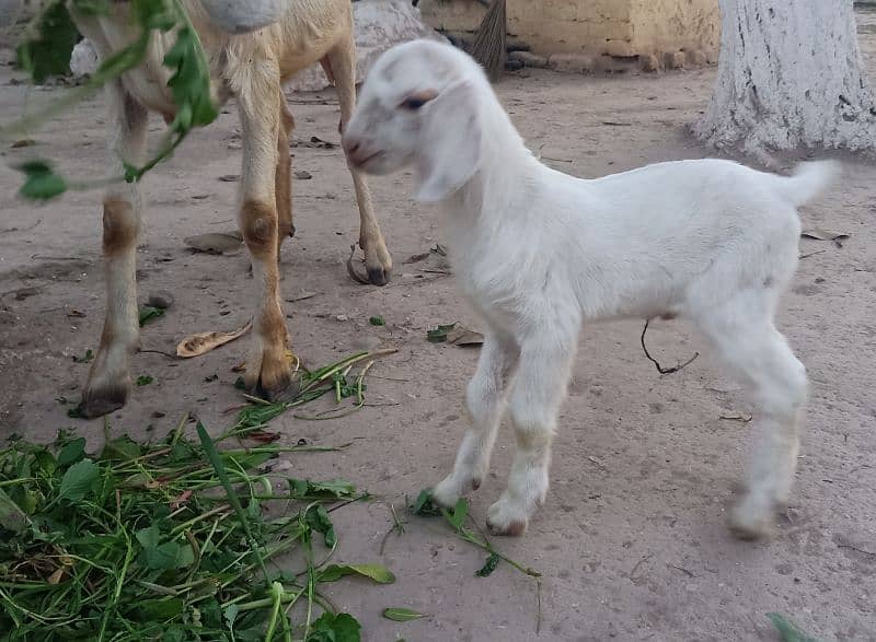 Beautiful Teddi Goat with 2 kids for Sale 2