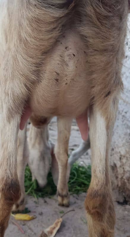 Beautiful Teddi Goat with 2 kids for Sale 3