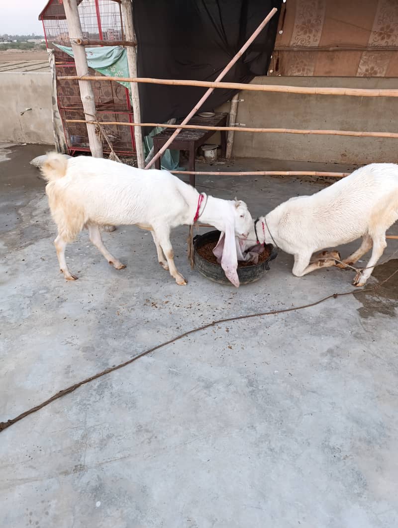 Pure exibition gulabi breed 0