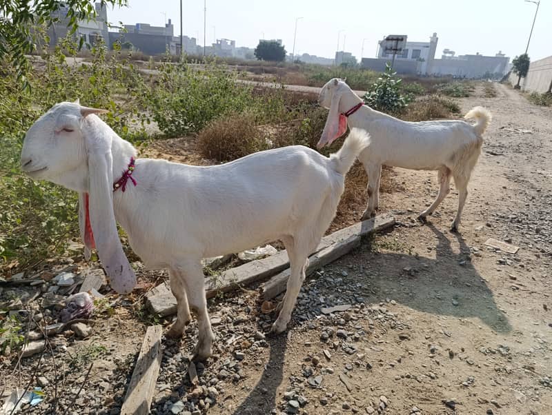 Pure exibition gulabi breed 1