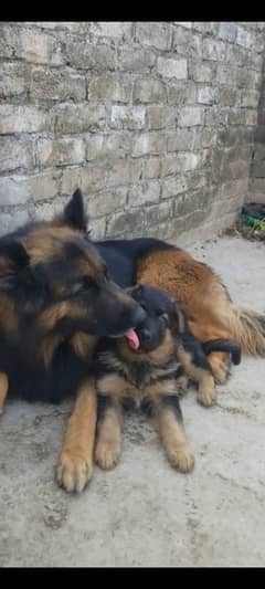 gsd puppy | dog for sale | germane shepherd 03463649736