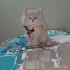 Persian baby female cat for sale