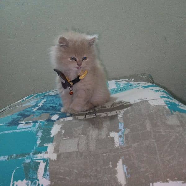 Persian baby female cat for sale 1