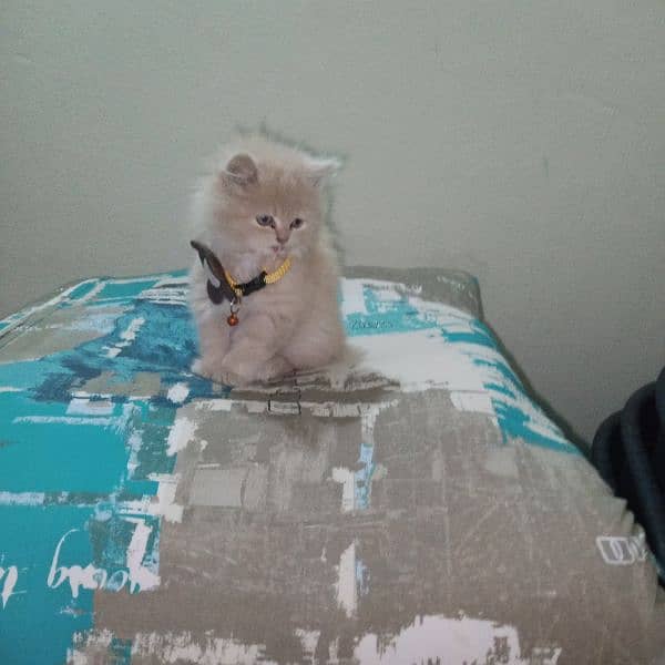 Persian baby female cat for sale 2