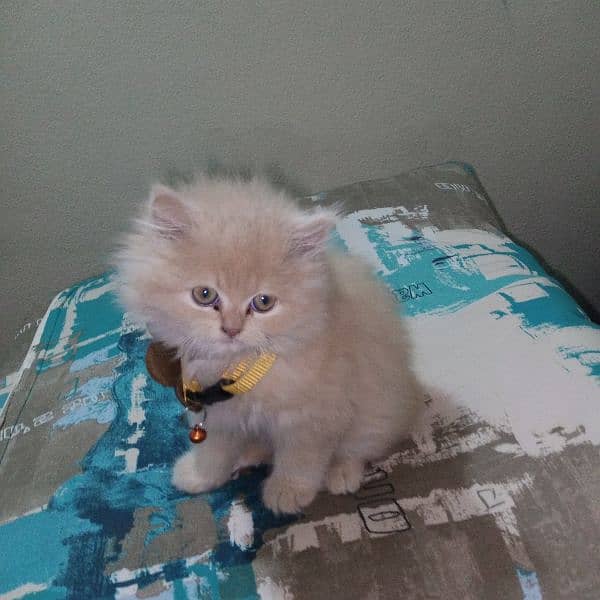 Persian baby female cat for sale 3