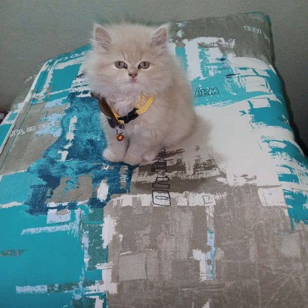 Persian baby female cat for sale 5