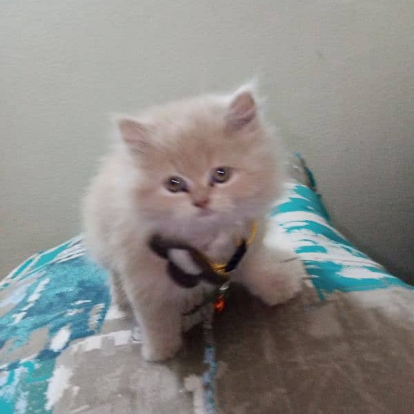 Persian baby female cat for sale 6