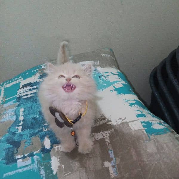 Persian baby female cat for sale 7