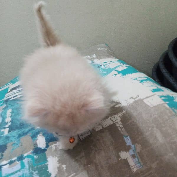 Persian baby female cat for sale 8