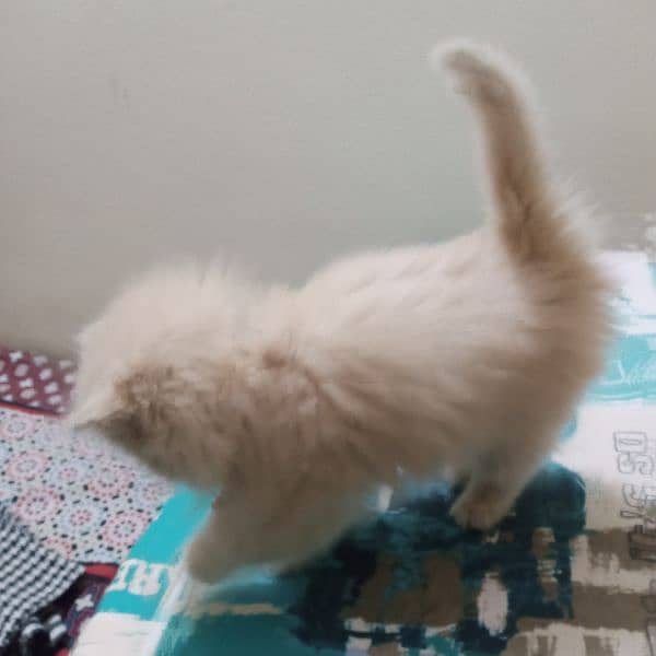 Persian baby female cat for sale 9