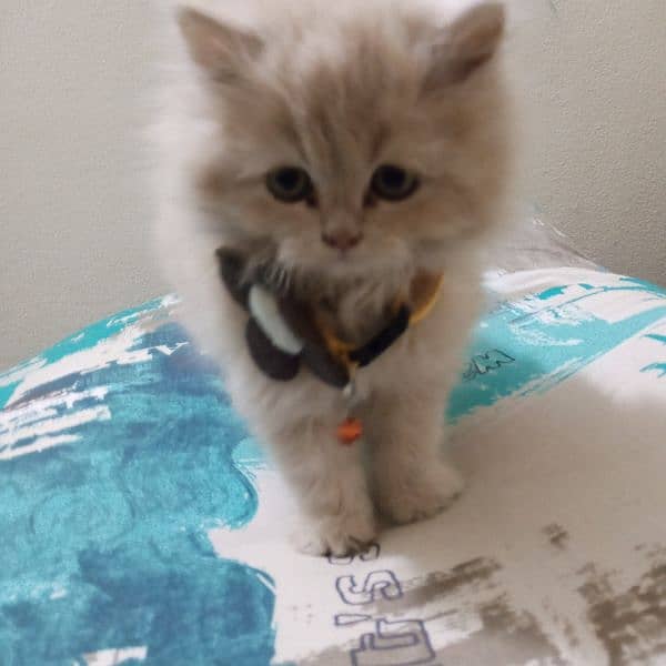 Persian baby female cat for sale 10