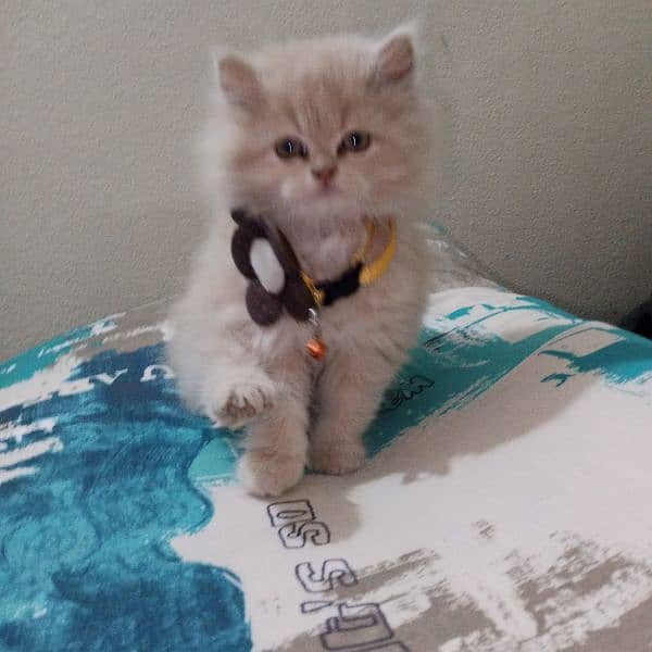 Persian baby female cat for sale 11