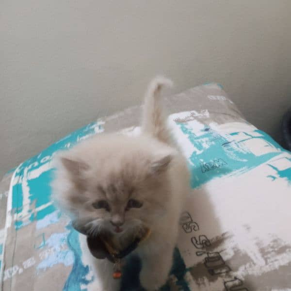 Persian baby female cat for sale 12