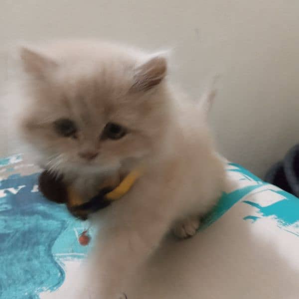 Persian baby female cat for sale 13