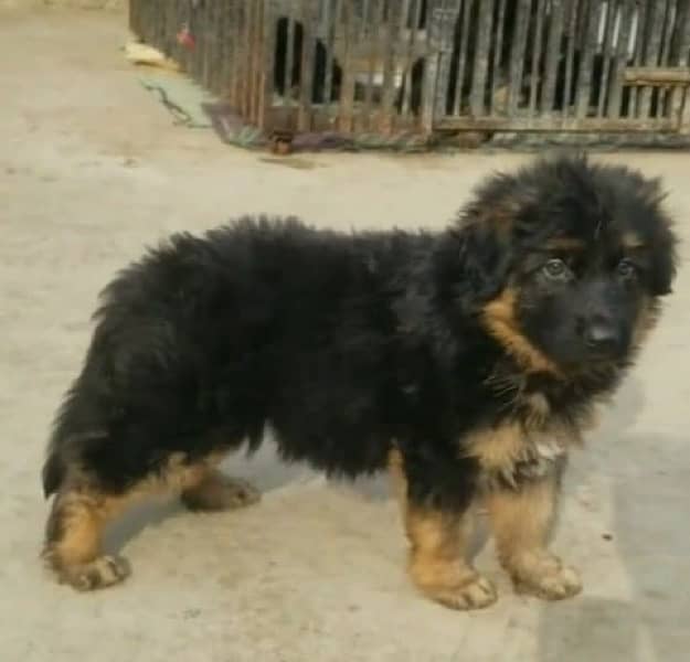 Gsd puppy / germane shepherd  03463649736 4