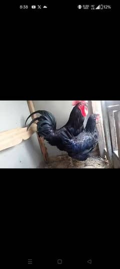 Australorp