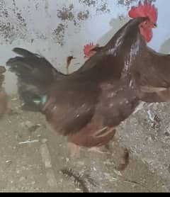 Australorp astrolop rir Rhode island red male murga nar