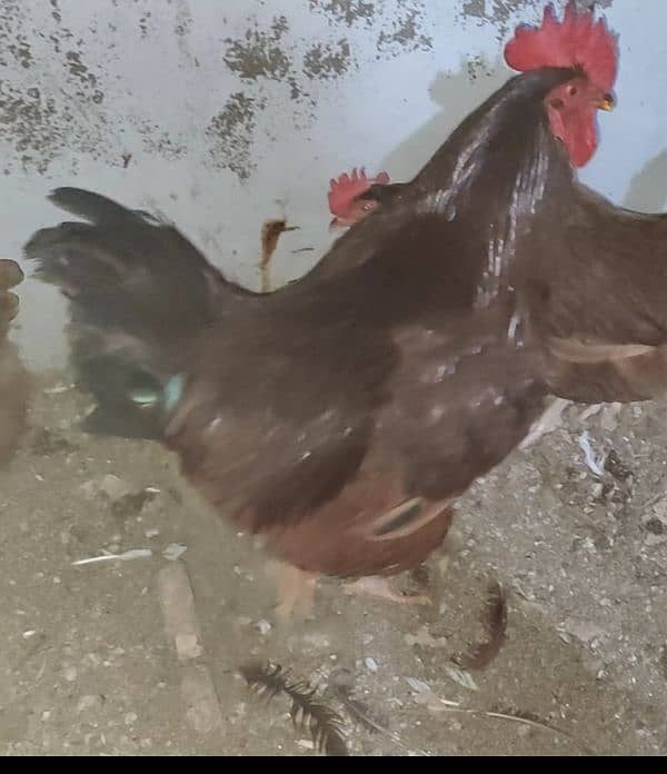 Australorp astrolop rir Rhode island red male murga nar 0