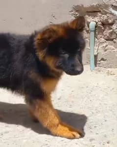 GSD PUPPY FOR SALE 03463649736